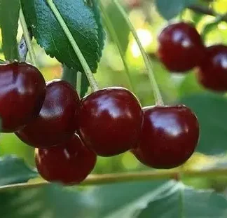 Вишня Лутівка (саджанець, дворічний)