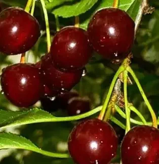 Вишня Ксенія (саджанець, дворічний)