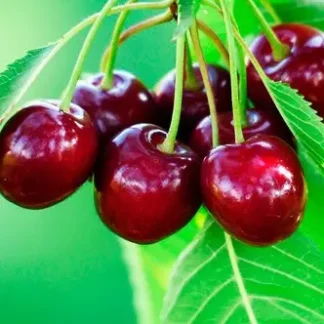 Черешня Каталін (саджанець, дворічний)