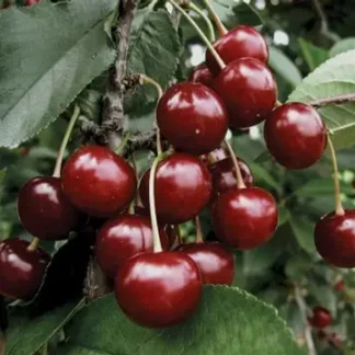Вишня Ерді великоплідна (саджанець, дворічний)