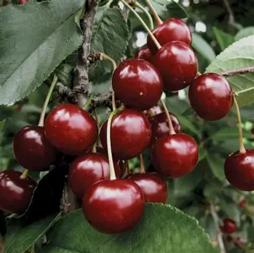 Вишня Ерді великоплідна (саджанець, однорічний)