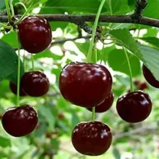 Вишня Альфа (саджанець, дворічний)