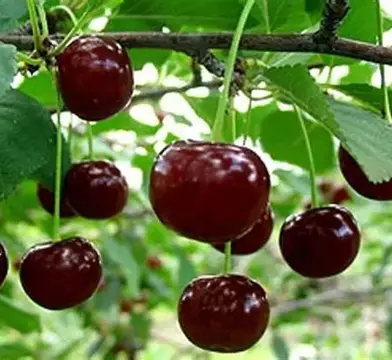 Вишня Альфа (саджанець, дворічний)