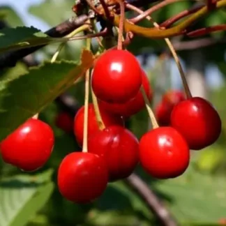 Вишня Ранній десерт (саджанець, дворічний)