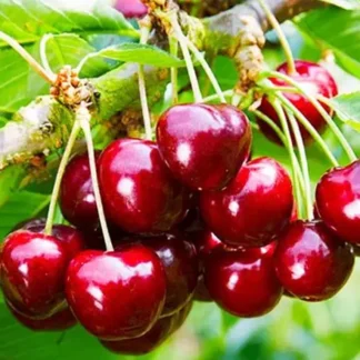 Черешня Валерій Чкалов (саджанець, дворічний)