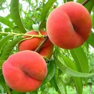 Персик Інжирний Нікітський (саджанець, дворічний)