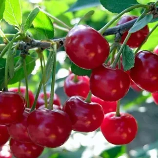 Вишня Звичайна (саджанець, дворічний)