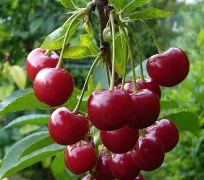 Вишня Гриот Мелітопольський (саджанець, однорічний)