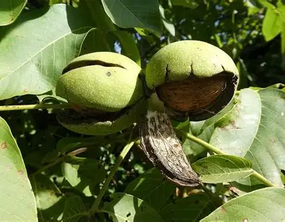 Волоський горіх Буковинський (однорічний) / сіянець
