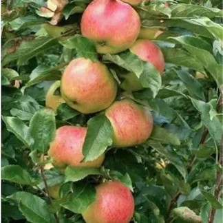 Яблуня колоновидна Валюта