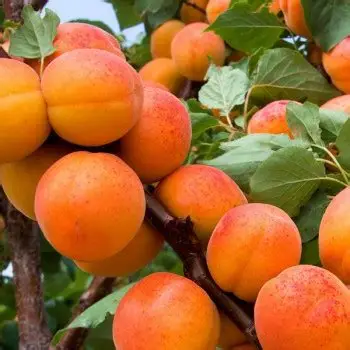 Абрикос Німфа (саджанець, одорічний)