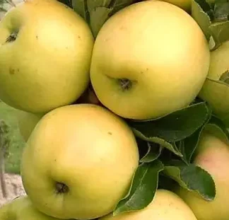 Яблуня колоновидна Болеро