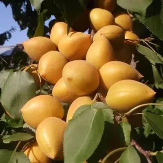 Абрикос Манітоба 604 (саджанець, дворічний)