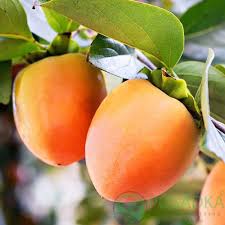 Саджанці хурми Гора Роман Кош - 2-річний