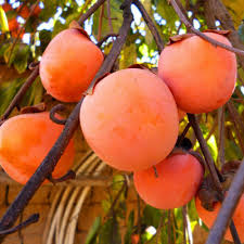 Саджанці хурми Джон Рік - 2-річний