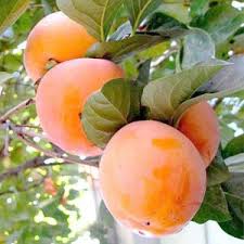 Саджанці хурми Знахідка - 2-річний