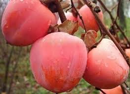 Саджанці хурми Микитська Бордова - 2-річний