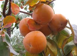 Саджанці хурми Пам'ять Черняєва - 2-річний