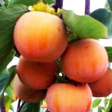 Саджанці хурми Соснівська - 2-річний