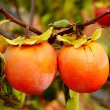 Саджанці хурми Шарон - 2-річний