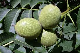 Саджанці грецького горіха Левіна - трирічні