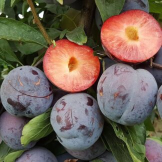 Диплоїдна слива Бербанк Гігант (саджанець, дворічний)