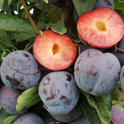 Диплоїдна слива Бербанк Гігант (саджанець, дворічний)