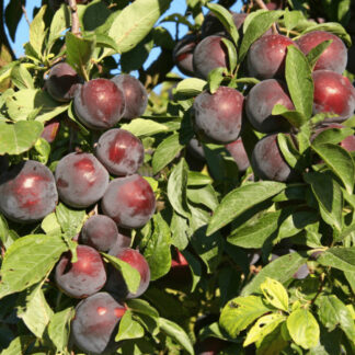 Диплоїдна слива Блек Голд (саджанець, дворічний)