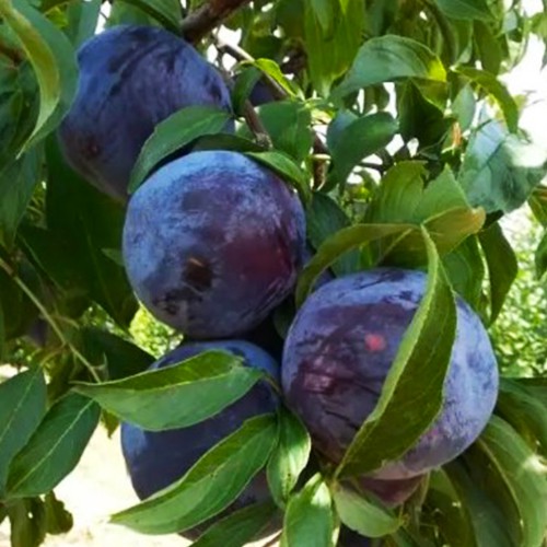 Диплоїдна слива Блек Стар (саджанець, дворічний)