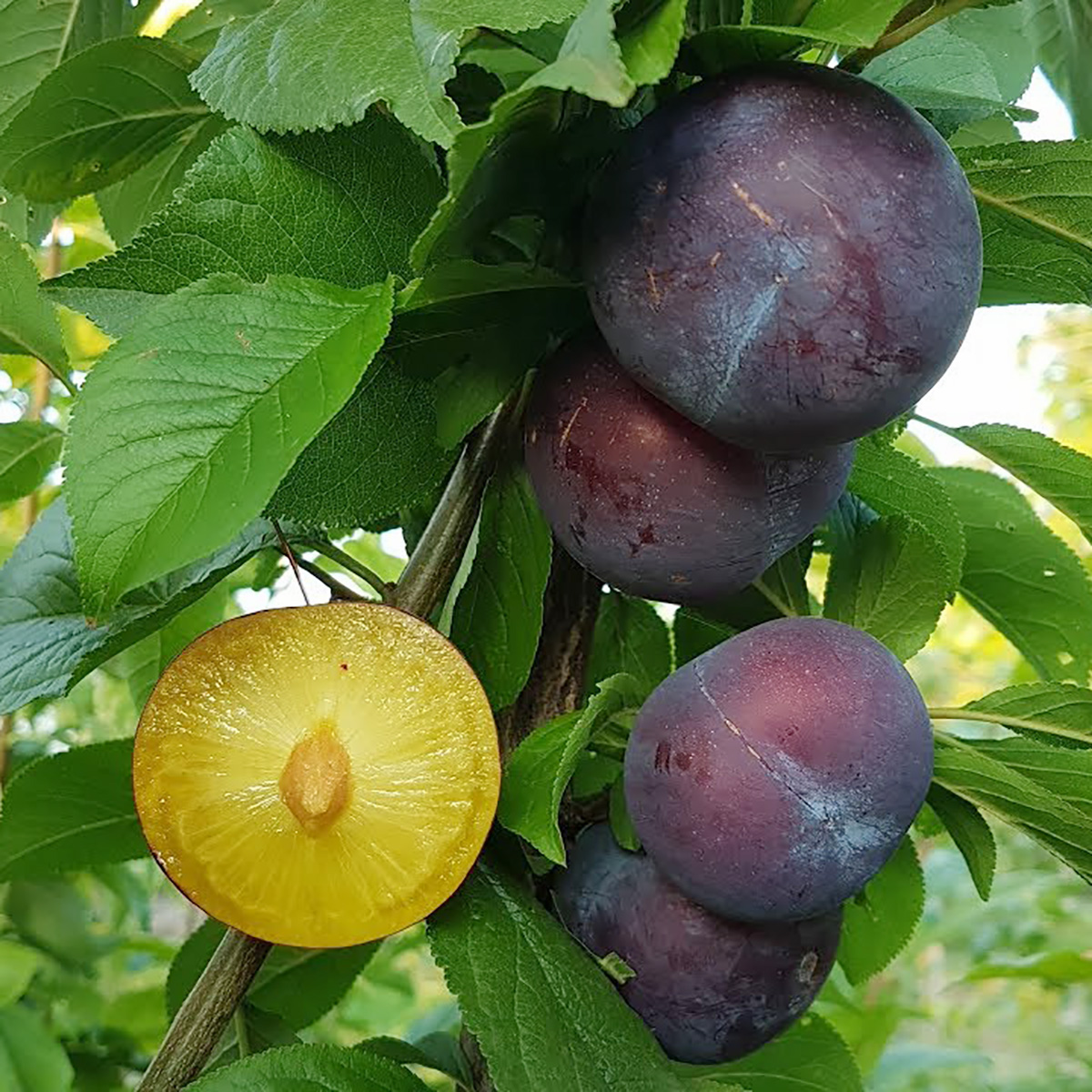 Диплоїдна слива Блю Кармен (саджанець, однорічний)
