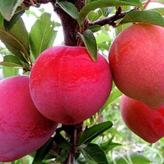 Диплоїдна слива Формоза (саджанець, дворічний)