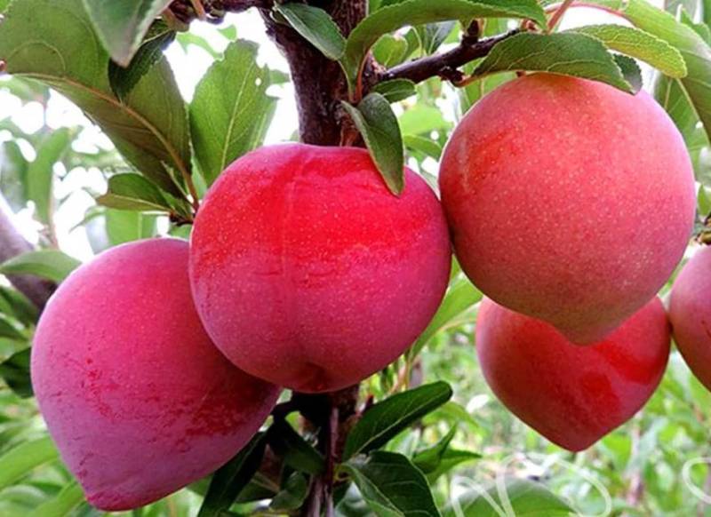 Диплоїдна слива Формоза (саджанець, однорічний)