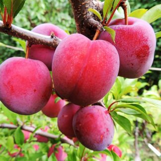 Диплоїдна слива Оцарк Прем'єр (саджанець, дворічний)