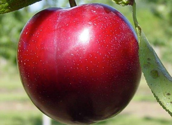 Диплоїдна слива Ред Харт (саджанець, однорічний)