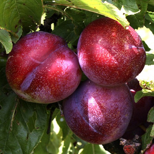 Диплоїдна слива Рубі Кранч (саджанець, дворічний)