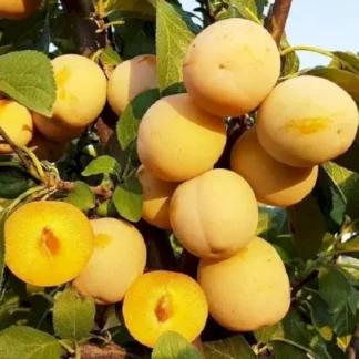 Диплоїдна слива То-Че-Сан (саджанець, дворічний)