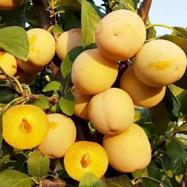 Диплоїдна слива То-Че-Сан (саджанець, однорічний)