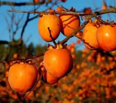 Саджанці хурми Божий Дар - 2-річний