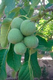 Саджанці грецького горіха Лисичанський - трирічні