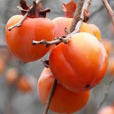 Саджанці хурми Дар Софіївки - 2-річний