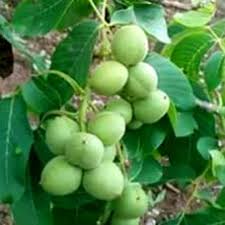 Саджанці грецького горіха Десертний - трирічні