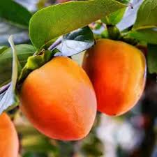 Саджанці хурми Колгоспниця - 2-річний