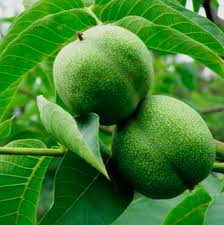 Саджанці грецького горіха НФ 18 - трирічні