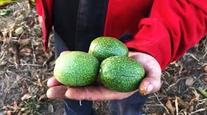 Саджанці грецького горіха Пам'ять Мінова - трирічні