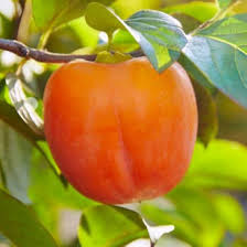 Саджанці хурми Биче Серце - 2-річний