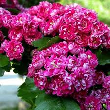 Саджанці Глоду Пол Скарлет