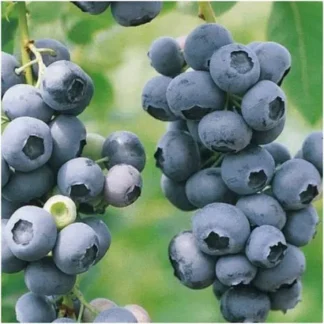 Лохина Блюголд ( саджанець, дворічний )