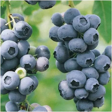 Лохина Блюкроп (саджанець, дворічний)