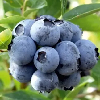 Лохина Бонус (саджанець, трирічний)