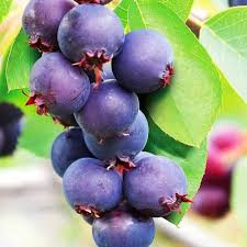 Ірга Меден( саджанець, однорічний)